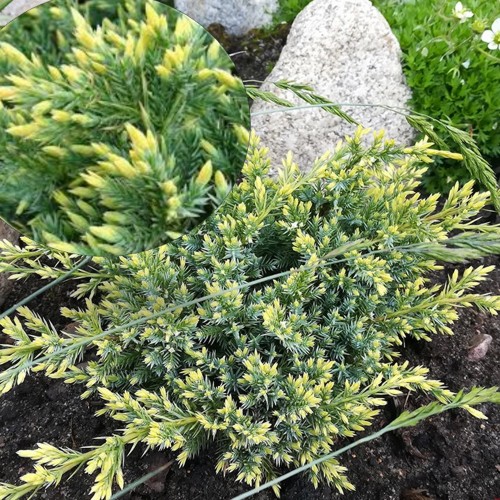 Juniperus squamata 'Gold Tip' - Kirju kadakas 'Gold Tip' C1/1L